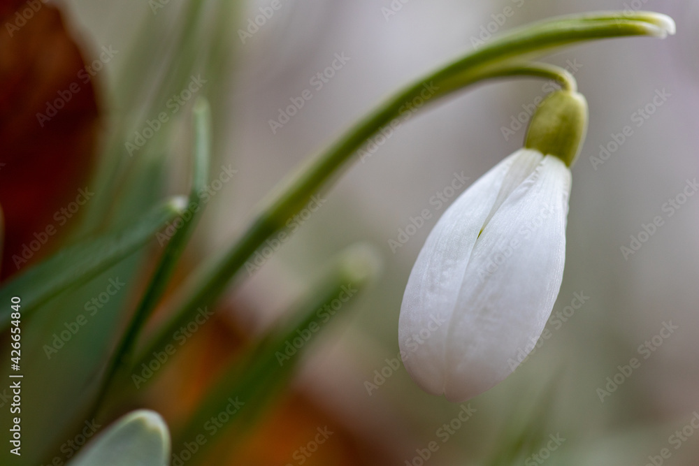 Obraz premium spring snowdrops in spring