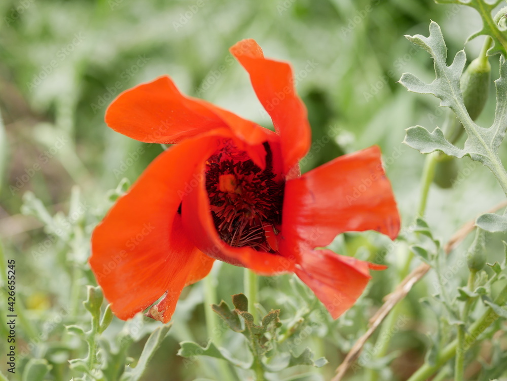 Fototapeta premium A bright red bud of a poppy flower on a field on a sunny spring day. Flowering of meadow flowers.