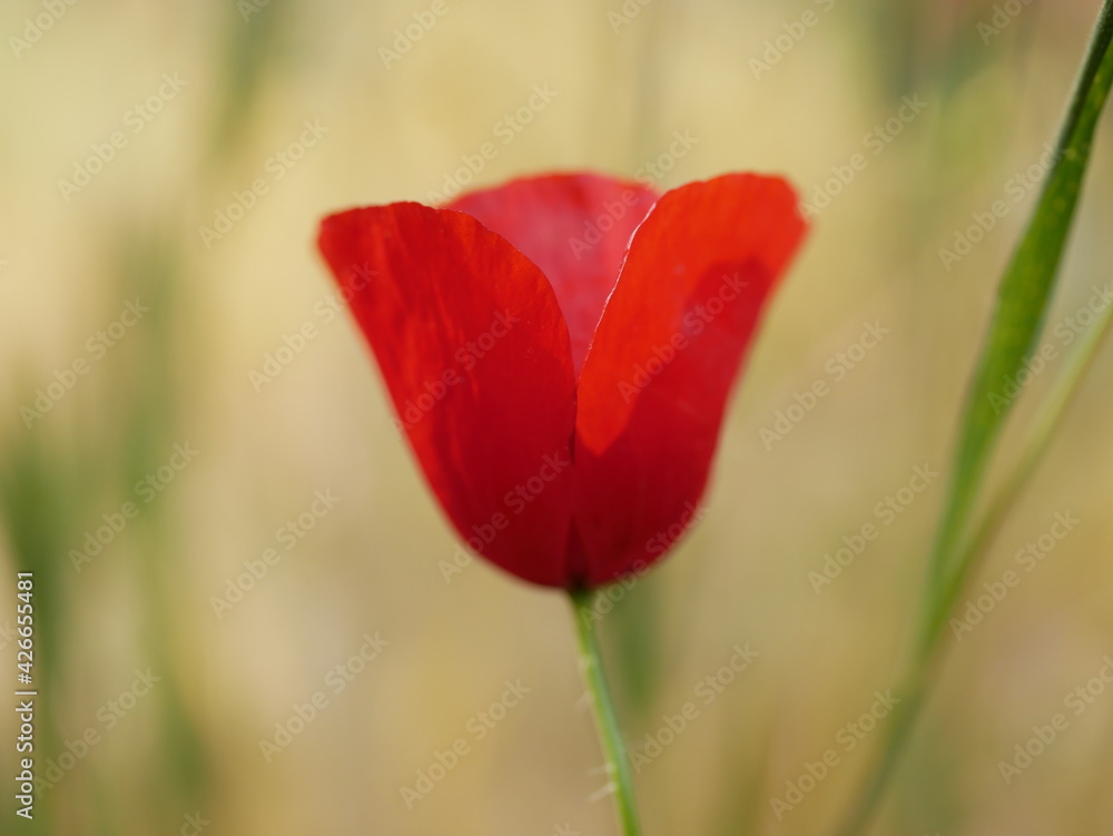 A bright red bud of a poppy flower on a field on a sunny spring day. Flowering of meadow flowers. A bright red bud of a poppy flower on a field on a sunny spring day. Flowering of meadow flowers.