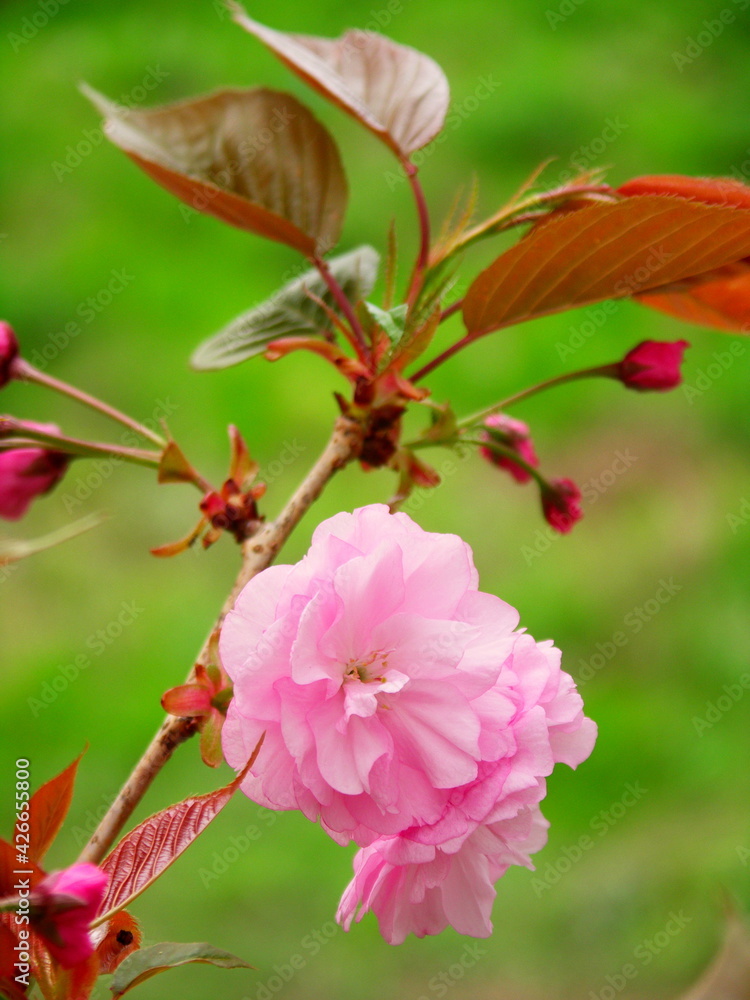 若草茂る土手を背景にした春の満開の八重桜