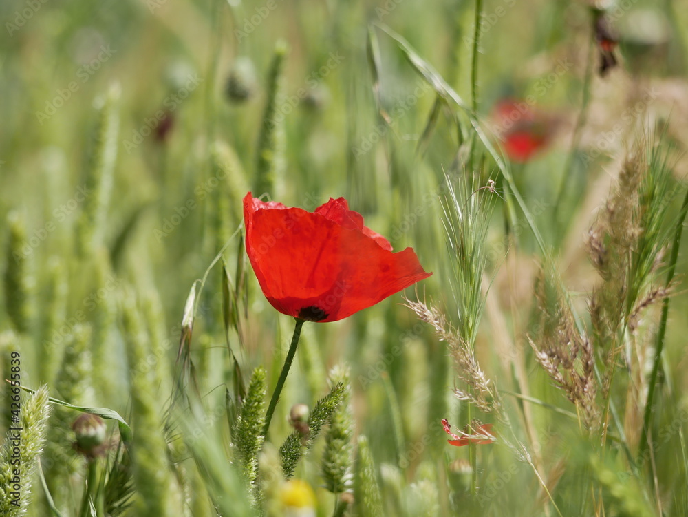 A bright red bud of a poppy flower on a field on a sunny spring day. Flowering of meadow flowers. A bright red bud of a poppy flower on a field on a sunny spring day. Flowering of meadow flowers.