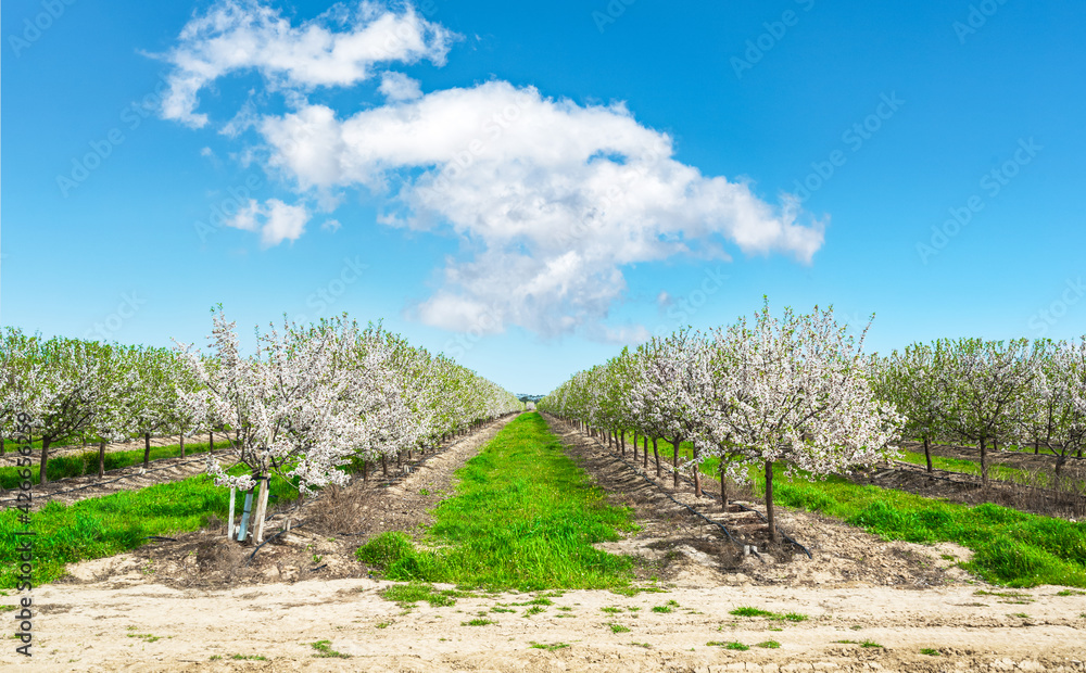 Blossoming almond tree plantations scenery