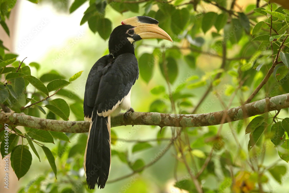 Malabar Pied Hornbill, Anthracoceros coronatus, Dandeli, Karnataka, India Malabar Pied Hornbill, Anthracoceros coronatus, Dandeli, Karnataka, India