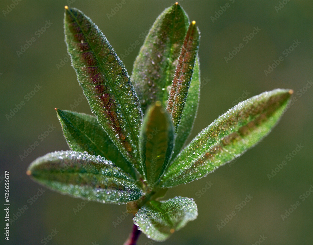 A fascinating close-up photo of leaves A fascinating close-up photo of leaves