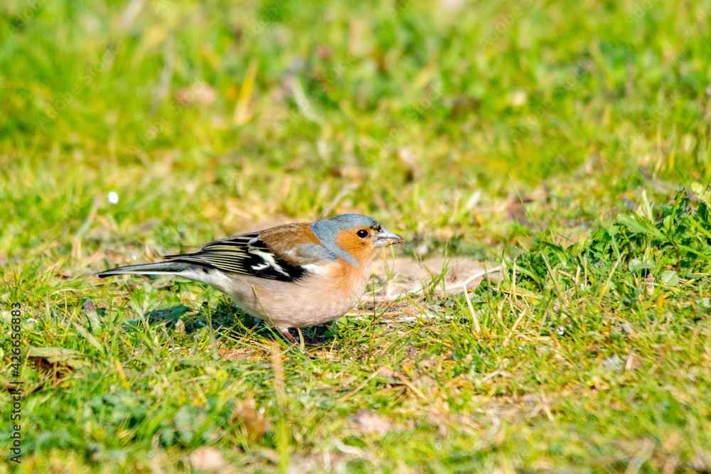 portrait of chaffinch in the grass portrait of chaffinch in the grass