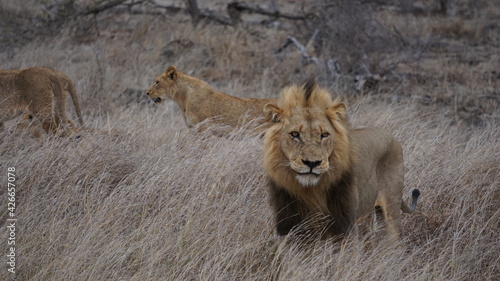 big male lion at Kruger National Park 