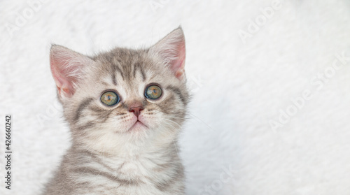 Portrait. striped light gray small british cat kitten on a white plaid. look up, green eyes