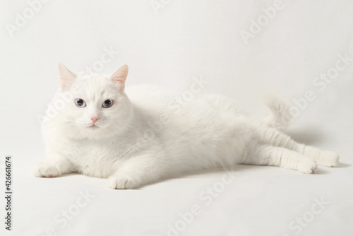 white cat on white background