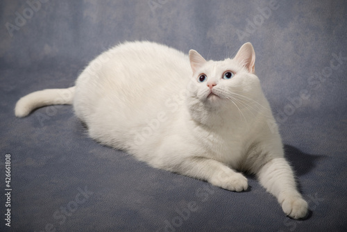 white cat on a blue background