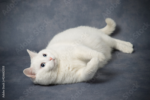 white playful cat with blue eyes