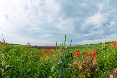 spikelets of green wheat on a poppy field