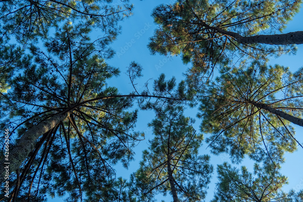 Obraz premium View into a roof of pine trees in the coastal forest in Southern France
