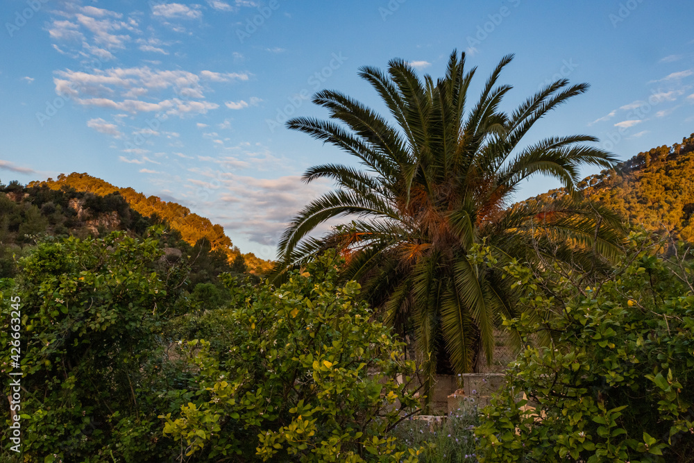 Mallorquin Landscape