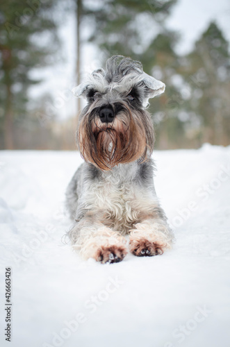Cute gray dog miniature schnauzer in winter park or forest. Happy pepper with salt color puppy in snow 
