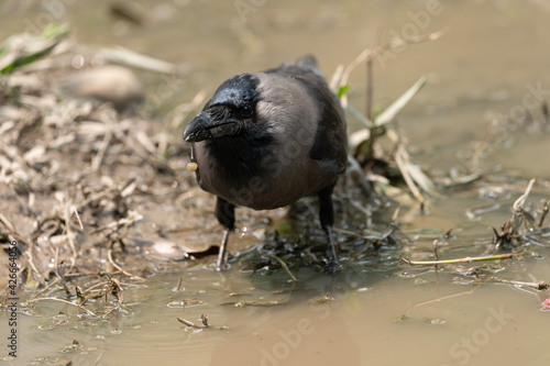 House Crow Drinking Water photo