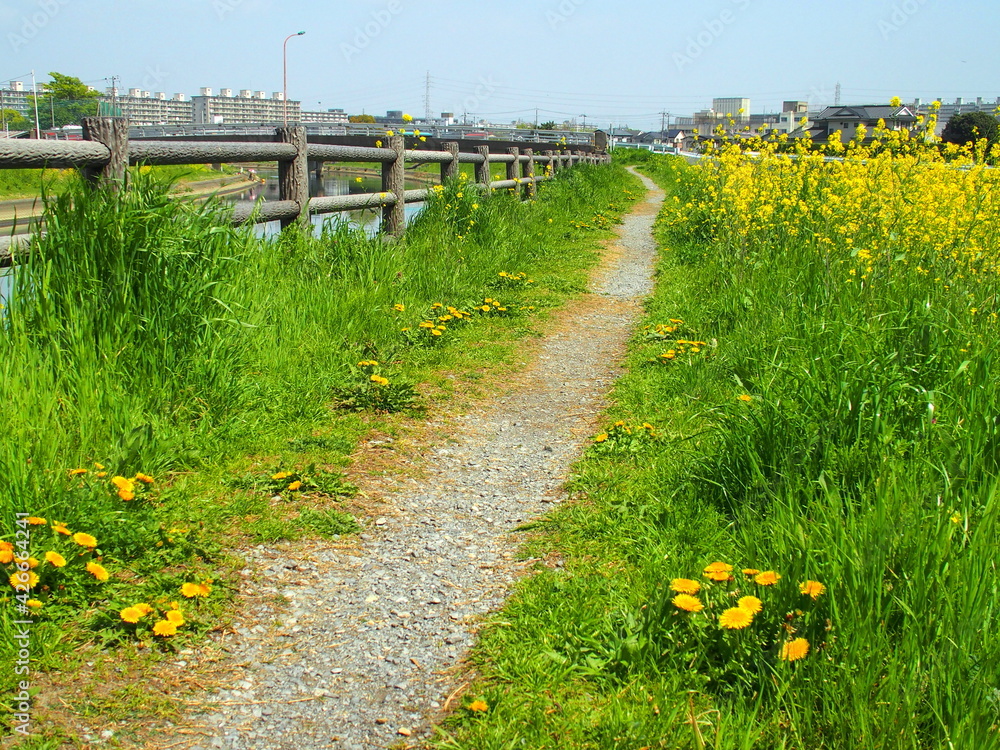 Fototapeta premium 春の蒲公英と菜の花咲く小道のある放水路土手風景
