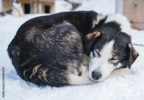 Sleeping Alaskan husky sled dog, curled up in the snow. photo