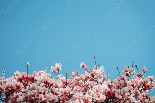 Beautiful Blooming Pink Magnolia Tree Close Up On A Sunny Day Against a bright Sky
