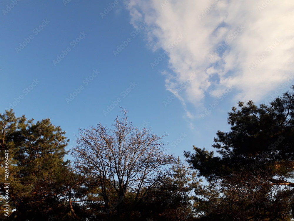 simple fine trees and sky image. simple fine trees and sky image.
