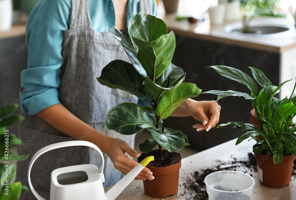 Young woman taking care of her plants at home Young woman taking care of her plants at home