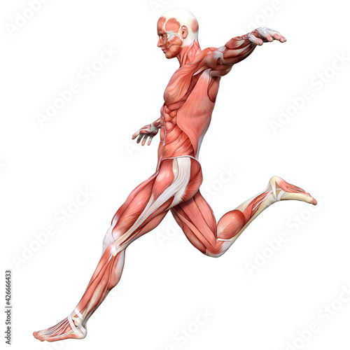 Obraz na płótnie 3D Rendering Male Anatomy Figure on White