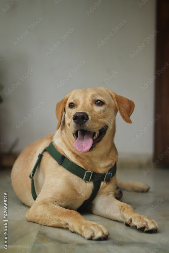 Fototapeta golden retriever dog