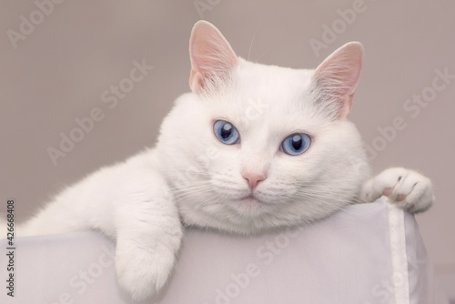 portrait of white cat looking to the camera on a white background