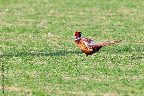 view of pheasant in the wild photo