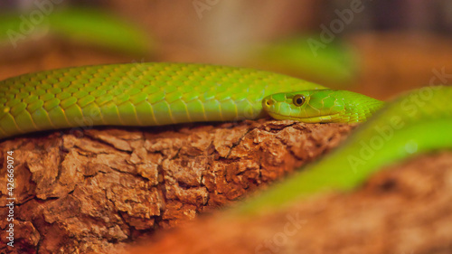 green mamba lying on a branch