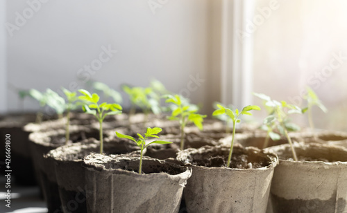 Seedlings of tomato plants in peat pots on the windowsill on a sunny day