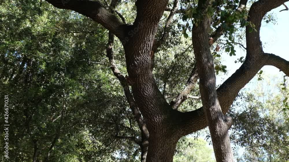 Two squirrels playing on a tree Two squirrels playing on a tree