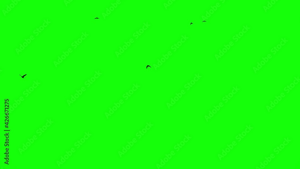 green screen close-up of the wings of the flying bird