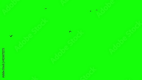 green screen close-up of the wings of the flying bird
