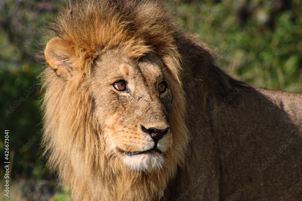 Obraz premium Portrait of a Lion at Etosha National Park in Namibia 