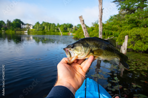 Fototapeta Naklejka Na Ścianę i Meble -  Holding largemouth bass, nice catch, summer fishing