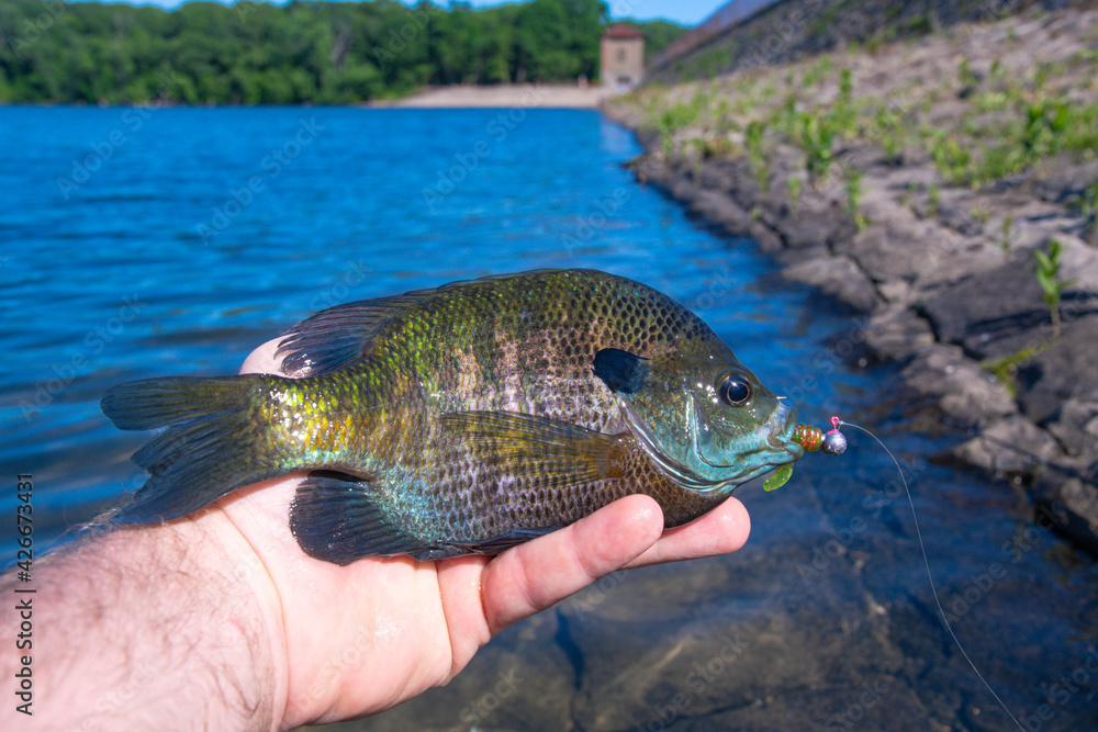 Blue gill fish held in hand, summer lake fishing.