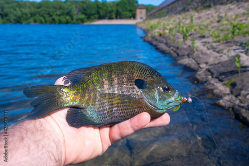Photography Blue gill fish held in hand, summer lake fishing.