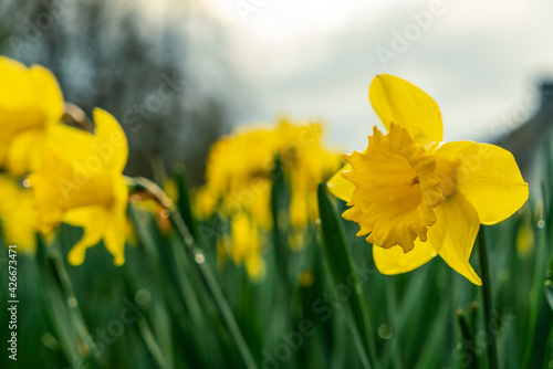 yellow daffodils in spring