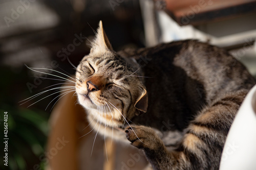 Closeup shot of a soft cute cat scratching itself