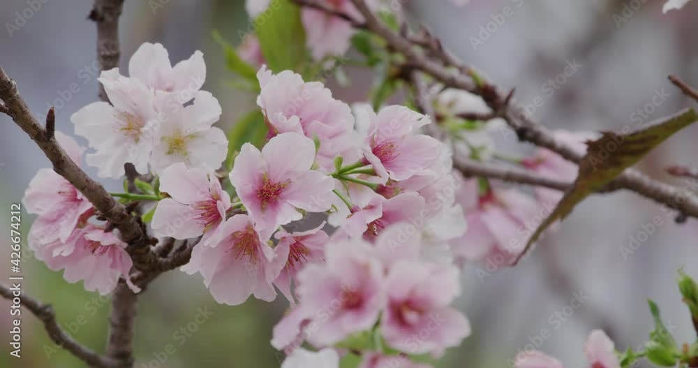 Pink sakura flower, cherry blossom Pink sakura flower, cherry blossom