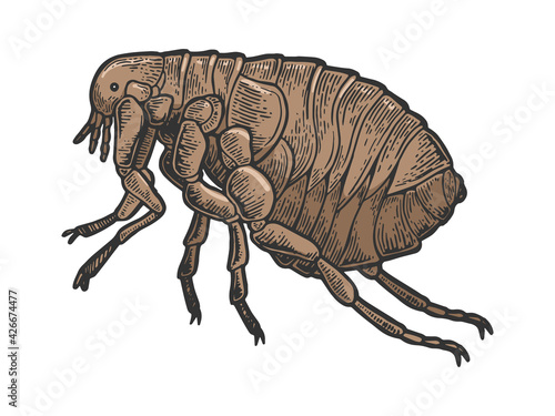 Flea louse insect color sketch engraving vector illustration. Scratch board style imitation. Black and white hand drawn image.