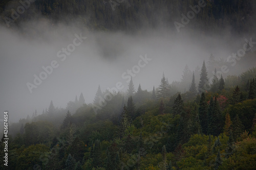Moody Forest landscape with fog and mist, dramatic 