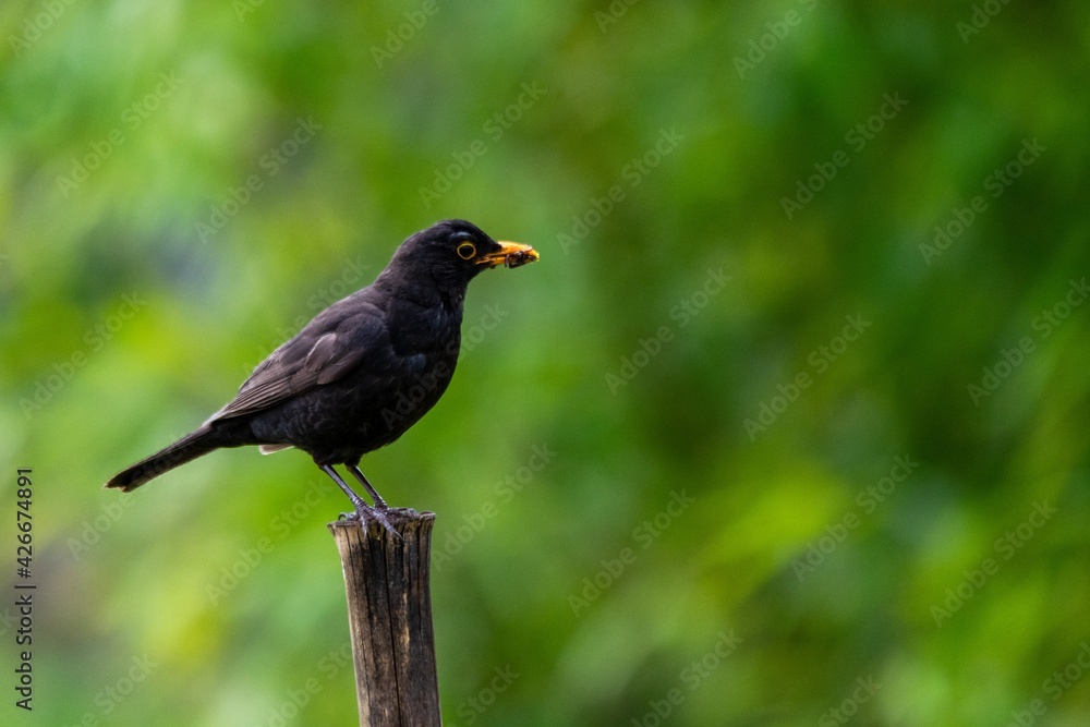 portarit of blackbird on a branch of bamboo portarit of blackbird on a branch of bamboo