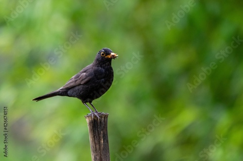 portarit of blackbird on a branch of bamboo