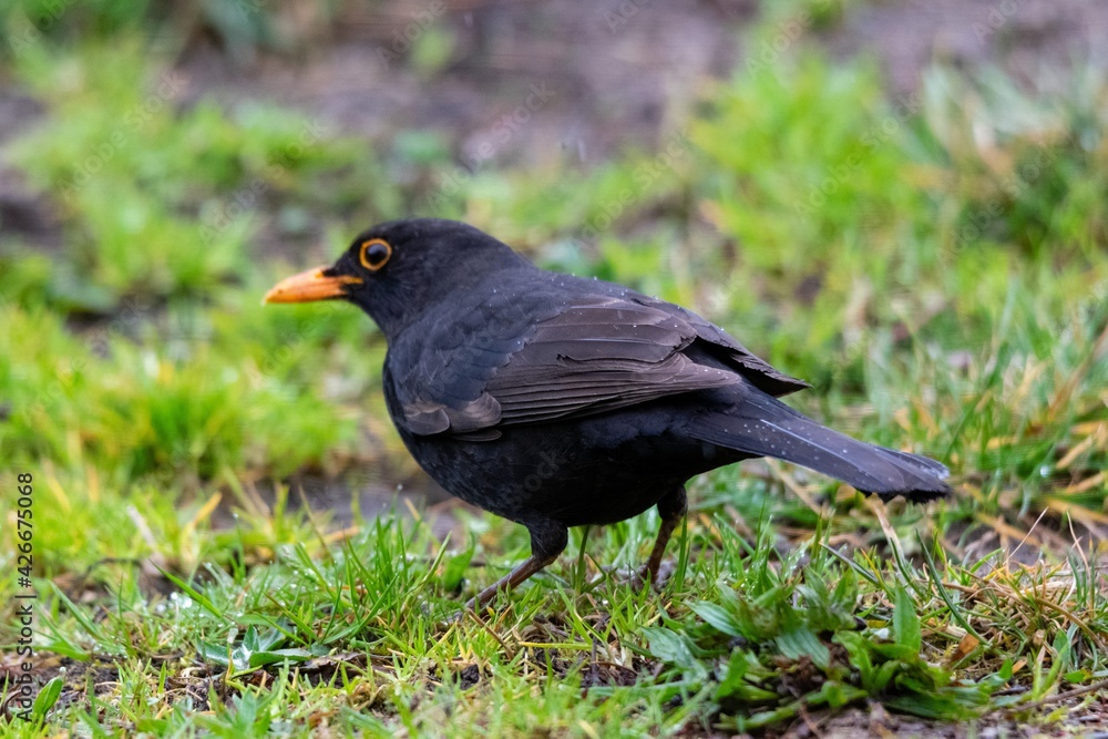 portrait of blackbird in the wild portrait of blackbird in the wild
