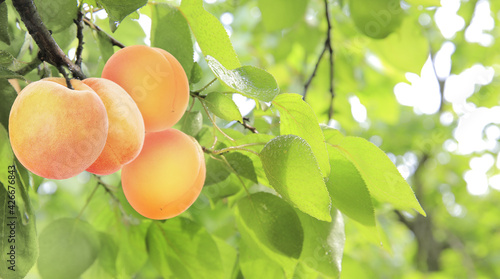 apricot tree garden outdoors in summer