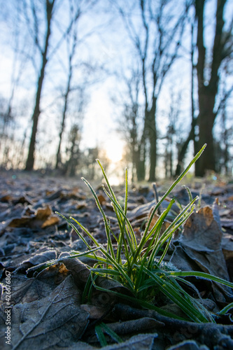 grass in the snow