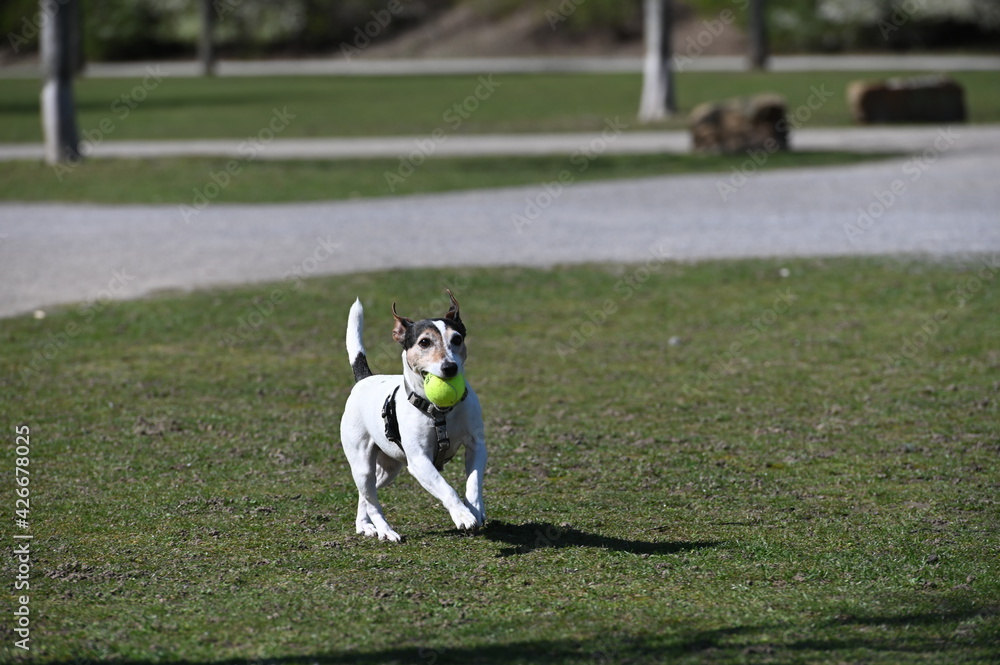 Jack Russell Terrier spielt mit einem Ball Jack Russell Terrier spielt mit einem Ball