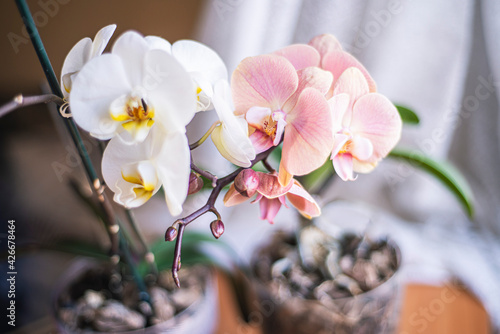 pink and white orchids, Phalaenopsis orchid flowers white pink, growing ornamental plants at home, orchid flower close-up, delicate light Phalaenopsis flower