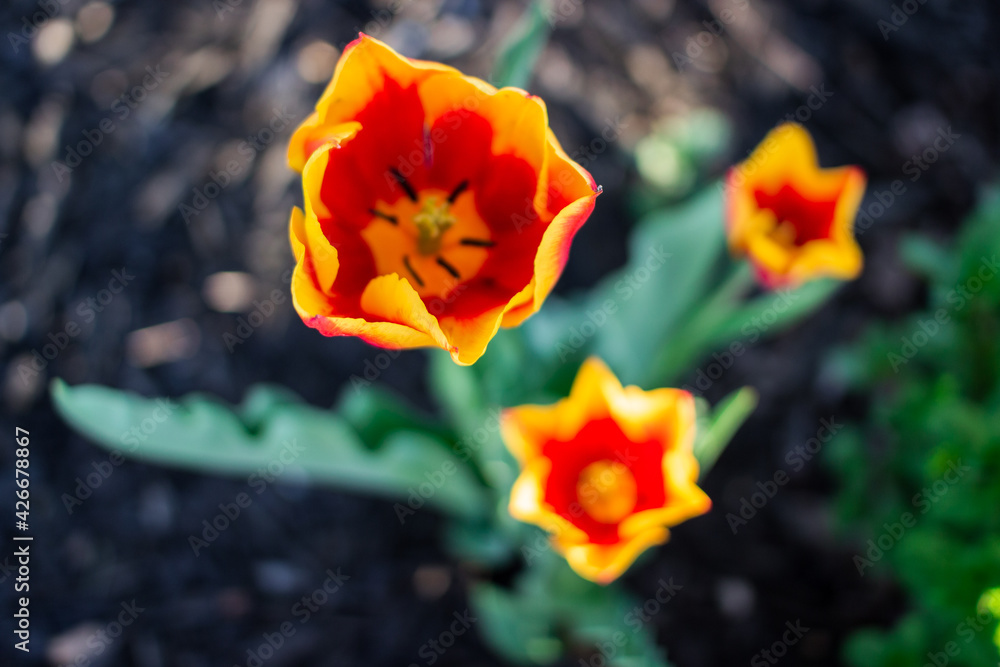 Yellow-red tulip blooms on a flower bed against a background of black earth on a summer sunny day Yellow-red tulip blooms on a flower bed against a background of black earth on a summer sunny day